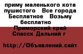 приму маленького кота пушистого - Все города Бесплатное » Возьму бесплатно   . Приморский край,Спасск-Дальний г.